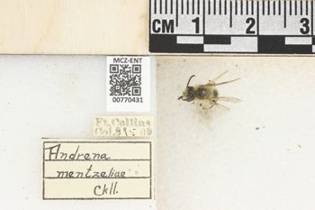 Media type: image;   Entomology 770431 Aspect: Labels